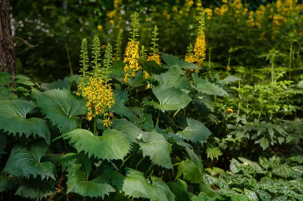 Bijna uitverkocht - Ligularia przewalskii