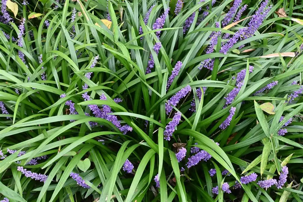 Populair bij klanten | Liriope muscari ‘Big Blue‘