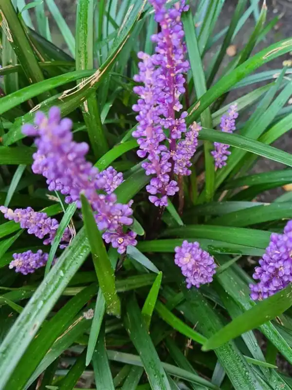 Liriope muscari ‘Ingwersen‘ | Premium