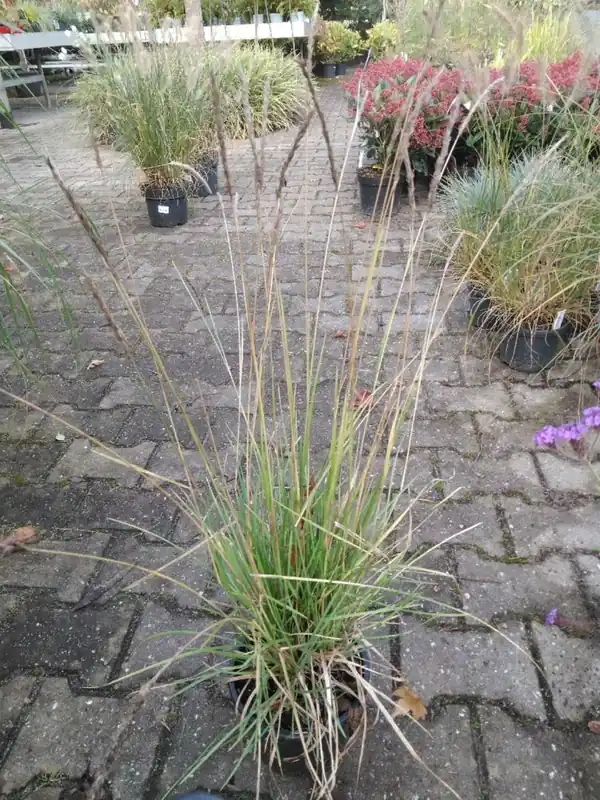 Direct van de fabrikant - Sesleria autumnalis