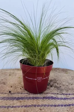 Actie | Stipa tenuissima ‘Ponytails‘