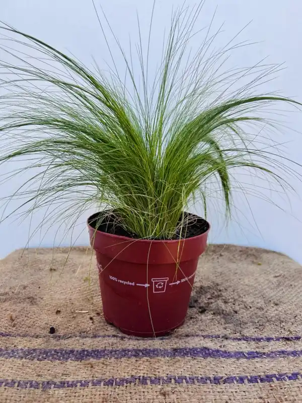 Actie | Stipa tenuissima ‘Ponytails‘