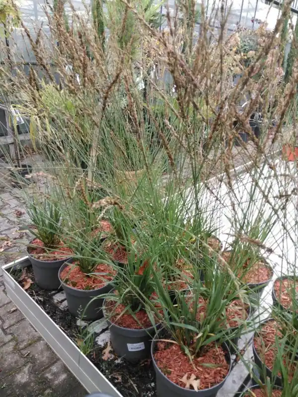 Pennisetum orientale - Speciale deal