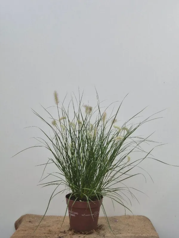 Pennisetum al. ‘Little Bunny‘ - Expreslevering