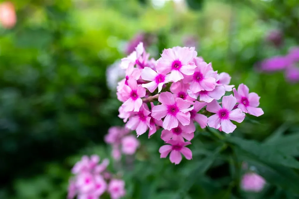 Nu kopen | Phlox (P) ‘Bright Eyes‘