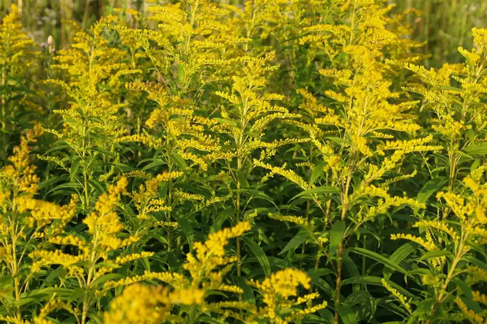 Solidago ‘Goldkind‘ | Veel voordeel