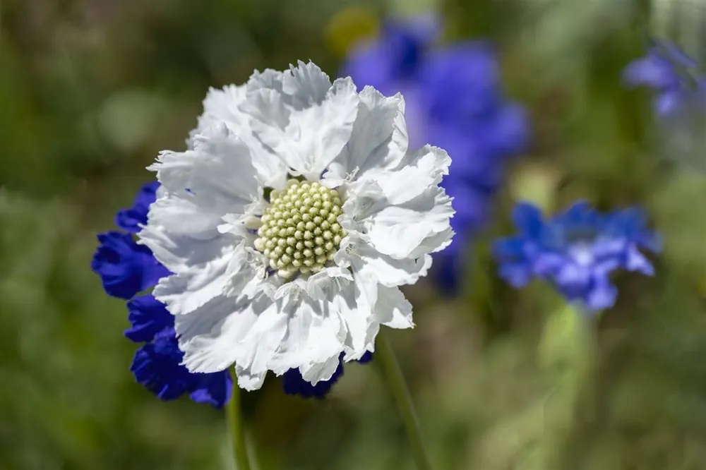 Bestelbaar - Scabiosa cauc. ‘Alba‘