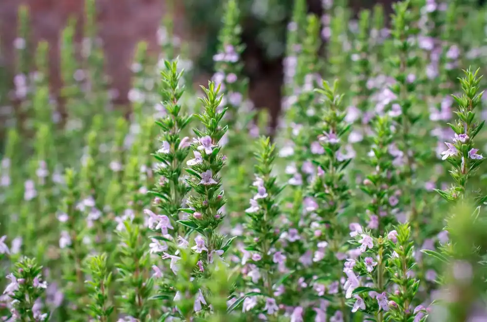 Professionele kwaliteit | Thymus vulgaris