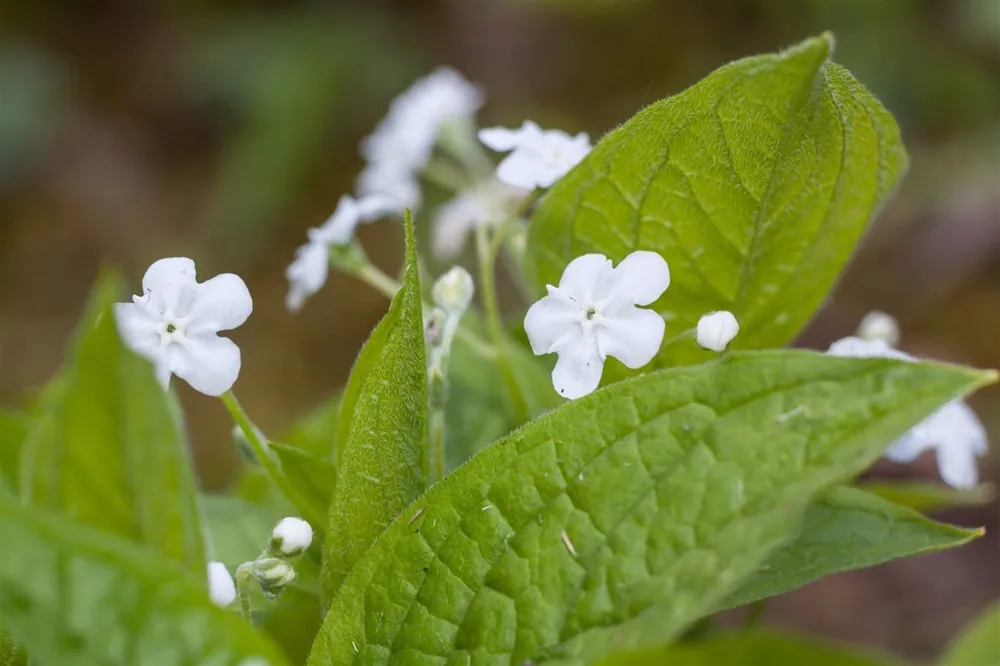 Prijsverlaging - Omphalodes verna ‘Alba‘