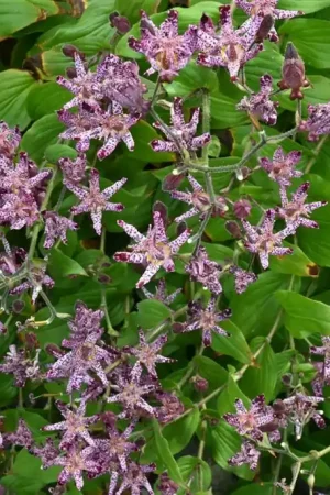 Alleen vandaag - Tricyrtis formosana