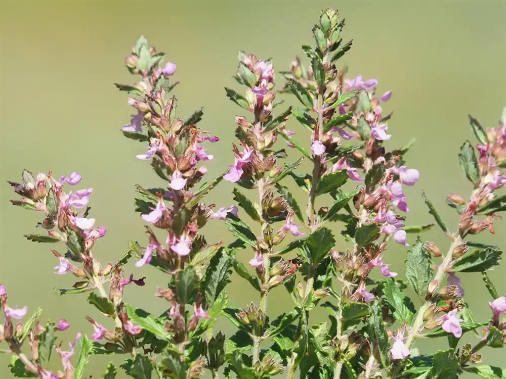 Sale - Teucrium chamaedrys