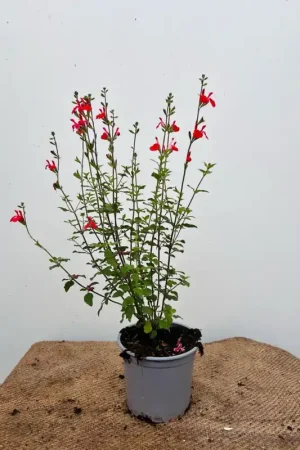 Actieprijs | Salvia micr. ‘Hot Lips‘