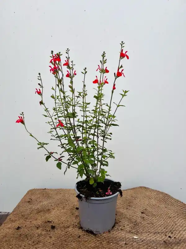 Actieprijs | Salvia micr. ‘Hot Lips‘