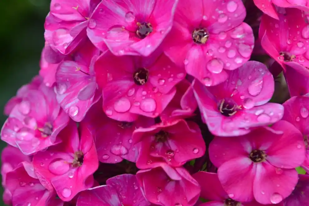Phlox (P) ‘Rijnstroom‘ | Nieuw in het assortiment