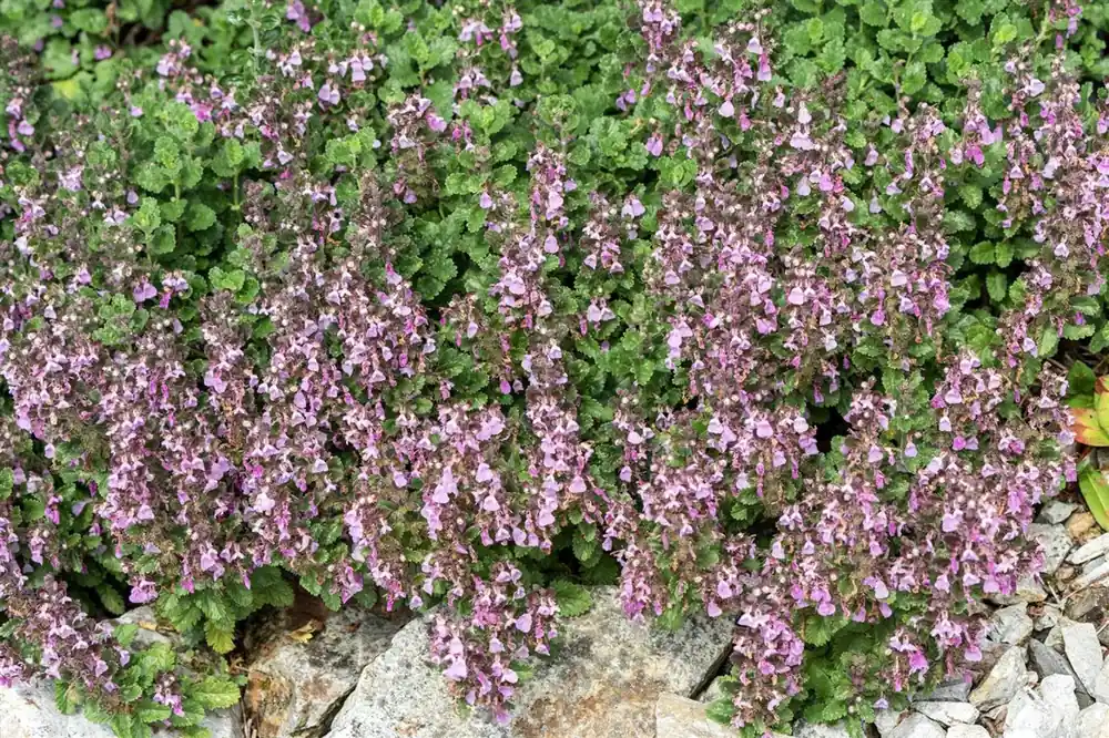 Nieuw gelanceerd | Teucrium lucidrys