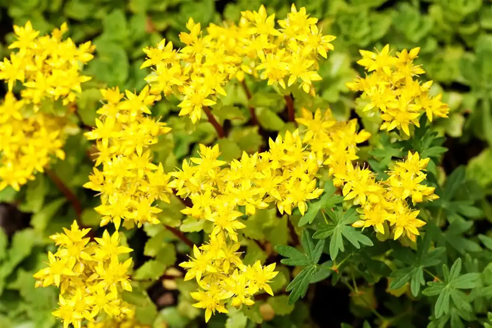 Sedum acre | Shop nu