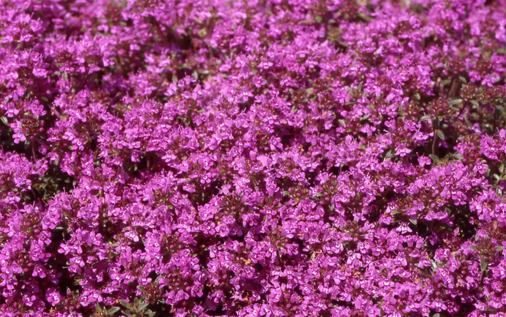 Outlet - Thymus praecox ‘Coccineus‘