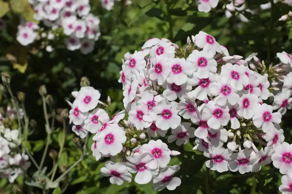 Phlox (P) ‘Europa‘ - Topproduct