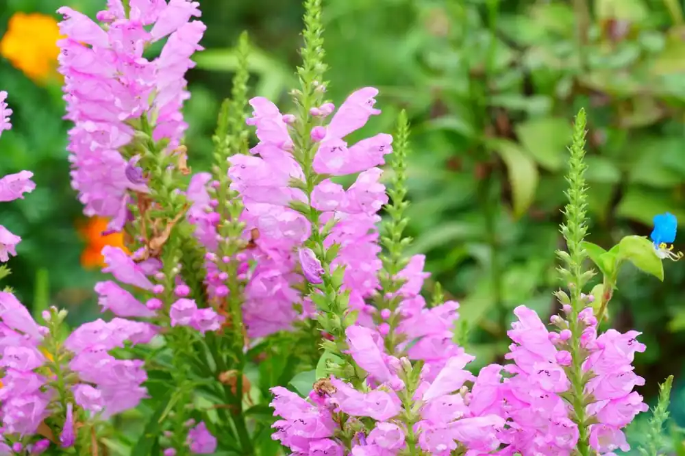 Physostegia virg. ‘Bouquet Rose‘ | Meest verkocht