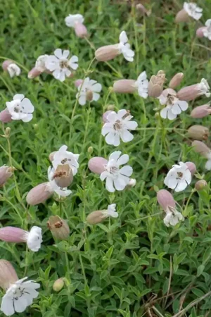 Zojuist toegevoegd - Silene maritima