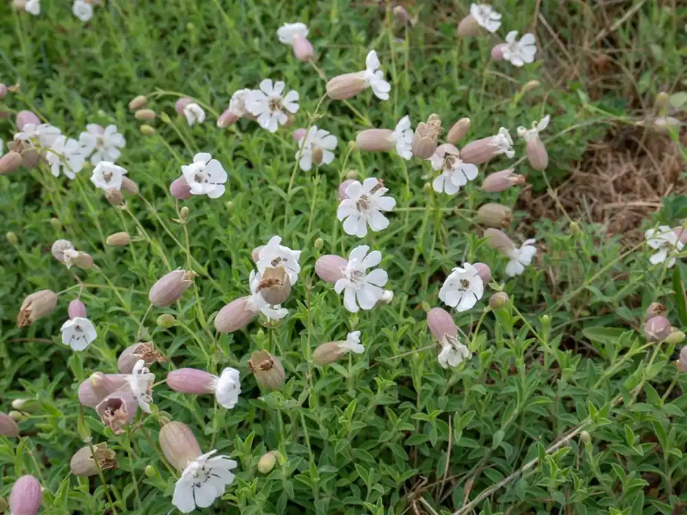 Zojuist toegevoegd - Silene maritima