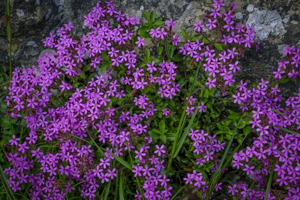 Makkelijk bestellen - Silene schafta