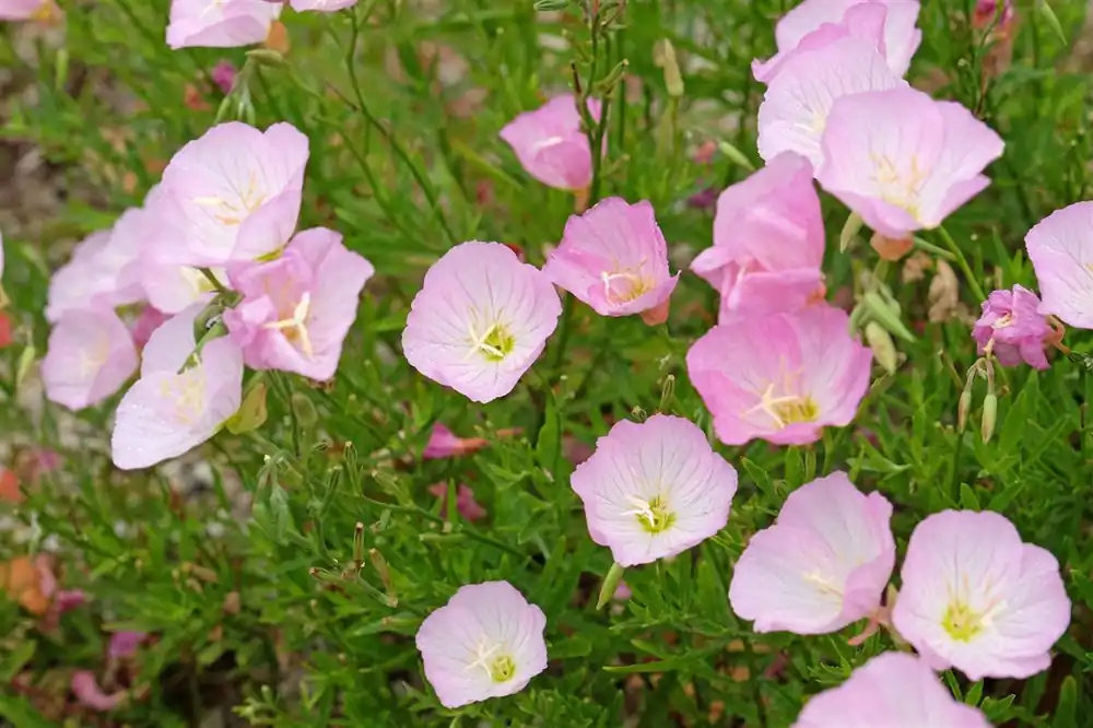 Oenothera speciosa ‘Siskiyou‘ | Professionele kwaliteit