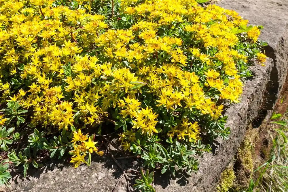 Sedum kamtschaticum | Bespaar nu