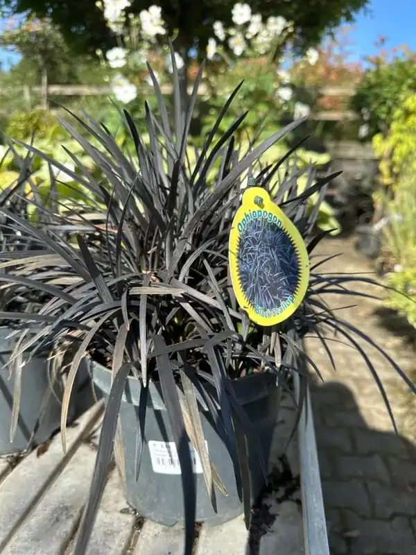 Ophiopogon jap. ‘Black Dragon‘ | Direct van de fabrikant