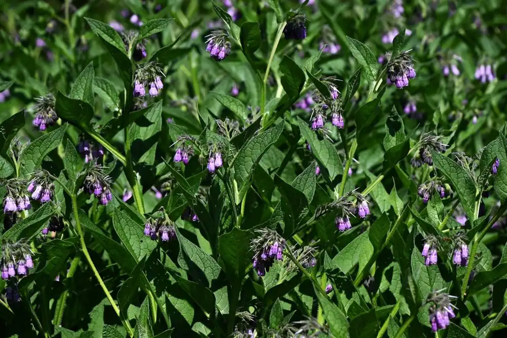 Populair bij klanten - Symphytum officinale