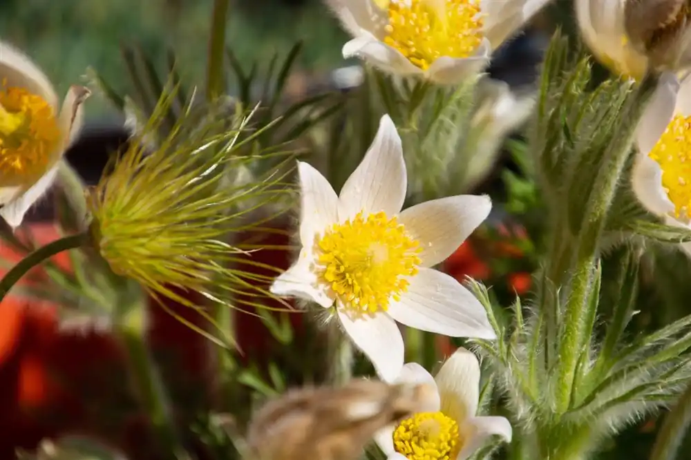 Pulsatilla vulgaris ‘Alba‘ | Net toegevoegd