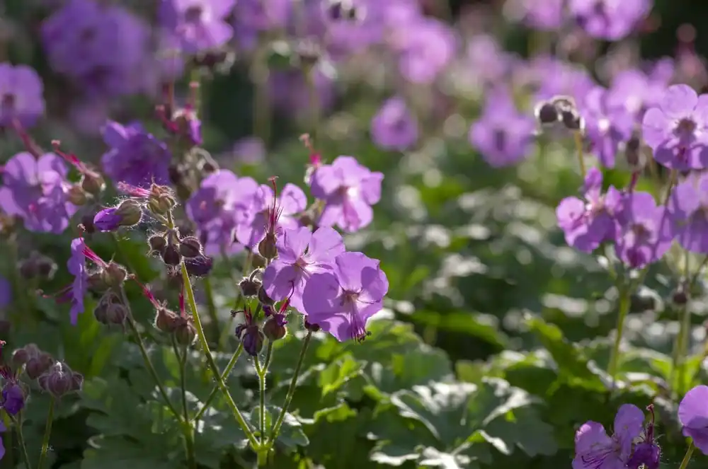 Lythrum sal. ‘Rosy Gem‘ - Nieuw