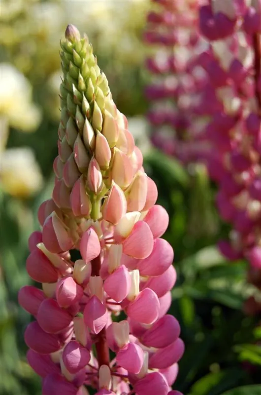 Extra voordeel - Lupinus ‘Gallery Pink‘