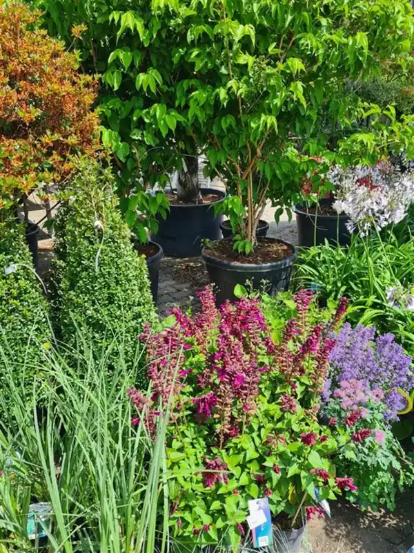 Penstemon ‘Andenken an F. Hahn‘ | Opruiming