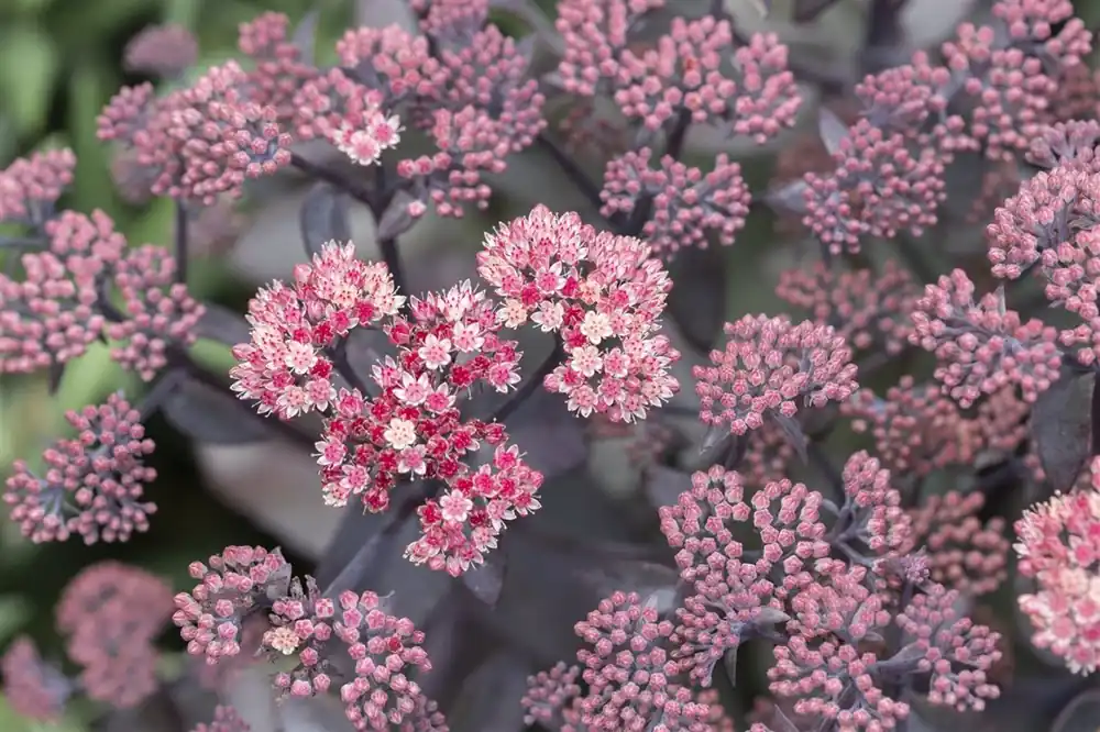 Sedum ‘Purple-Emperor‘ - Trending