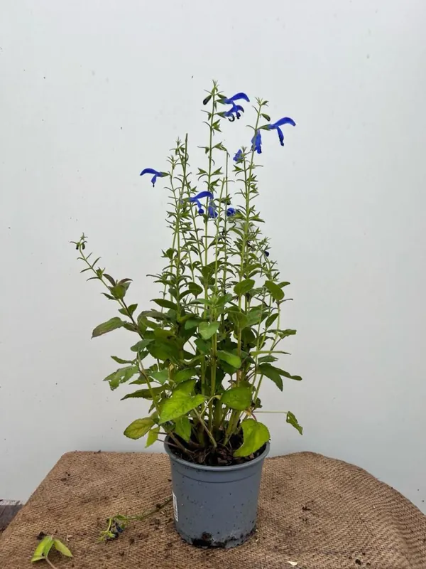 Salvia patens | Bestel vandaag