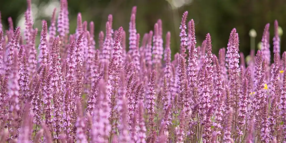 Salvia nemorosa ‘Rose Queen‘ - Direct kopen