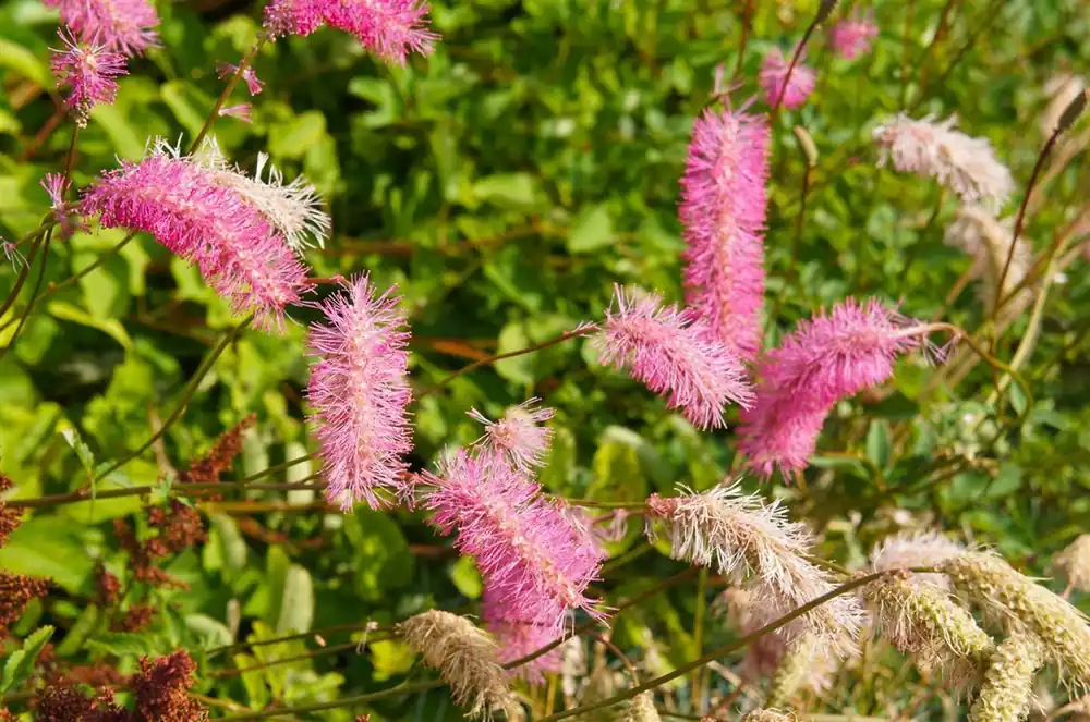 Expreslevering - Sanguisorba obtusa