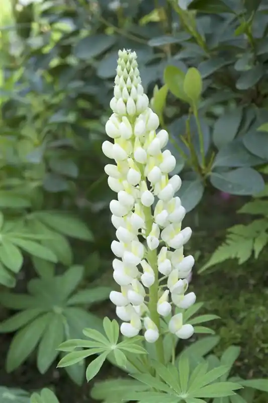Lupinus ‘Gallery White‘ - Actie