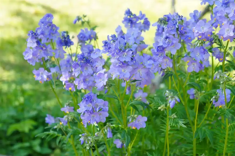 Populair bij klanten | Polemonium caeruleum