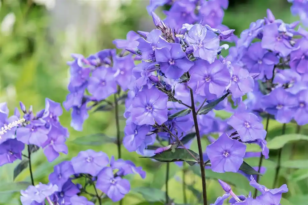 Phlox (P) ‘Blue Boy‘ | Veilig betalen