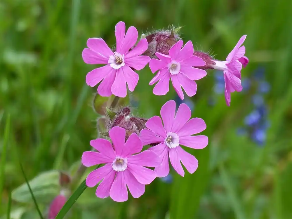 Topprijs | Silene dioica
