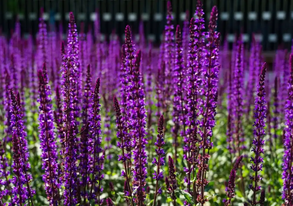 Salvia nemorosa ‘Caradonna‘ | Online kopen
