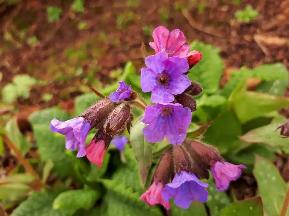 Pulmonaria sacch. ‘Mrs Moon‘ | Pak je kans