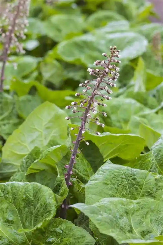 Petasites hybridus | Snelle verzending