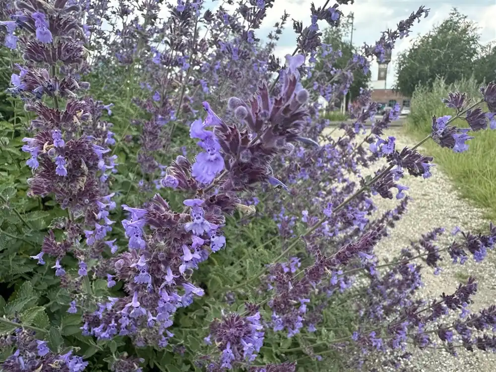 Klantfavoriet | Stachys grandiflora