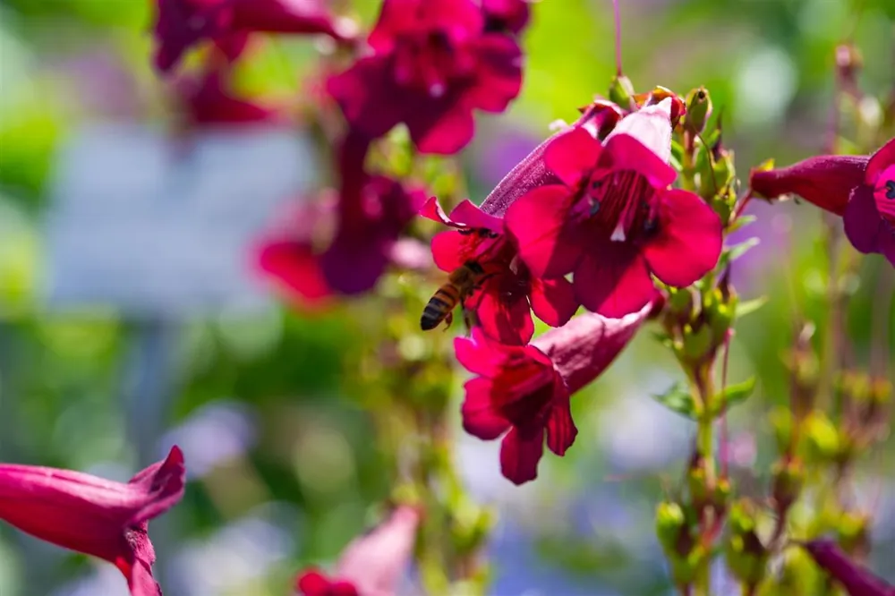 Penstemon ‘Rich Ruby‘ | Nieuw in de shop