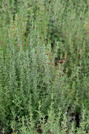 Zojuist toegevoegd - Thymus vulgaris ‘Compactus‘