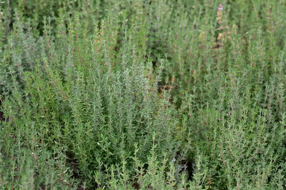 Zojuist toegevoegd - Thymus vulgaris ‘Compactus‘