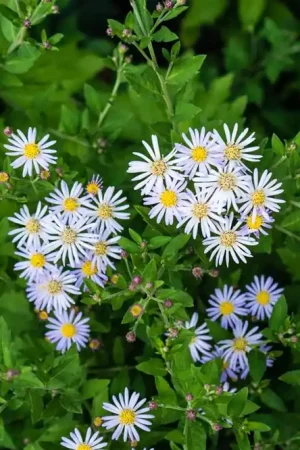 Zeer goed beoordeeld | Sedum spurium ‘Album‘